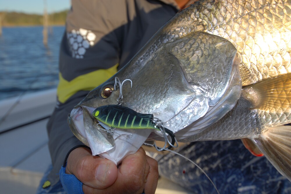 Wilson Fishing – How To: Zerek Fish Trap Barra